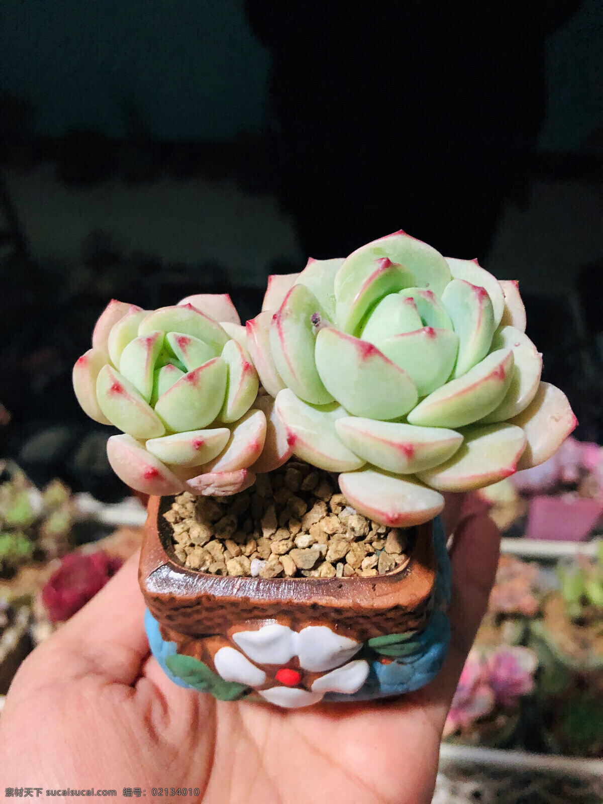 香草 多肉植物花卉 多肉植物盆栽 多肉 植物 阳台盆景 多浆植物 热带植物 肉肉 花草 家庭盆景 花朵 家庭种植 阳台 办公桌盆景 盆景盆栽 肉质植物 可爱多肉 多肉植物淘宝 多肉植物天猫 盆栽 盆景 海报 进口多肉植物 绿植 防辐射 创意多肉植物 多肉海报 多肉绿植 生物世界
