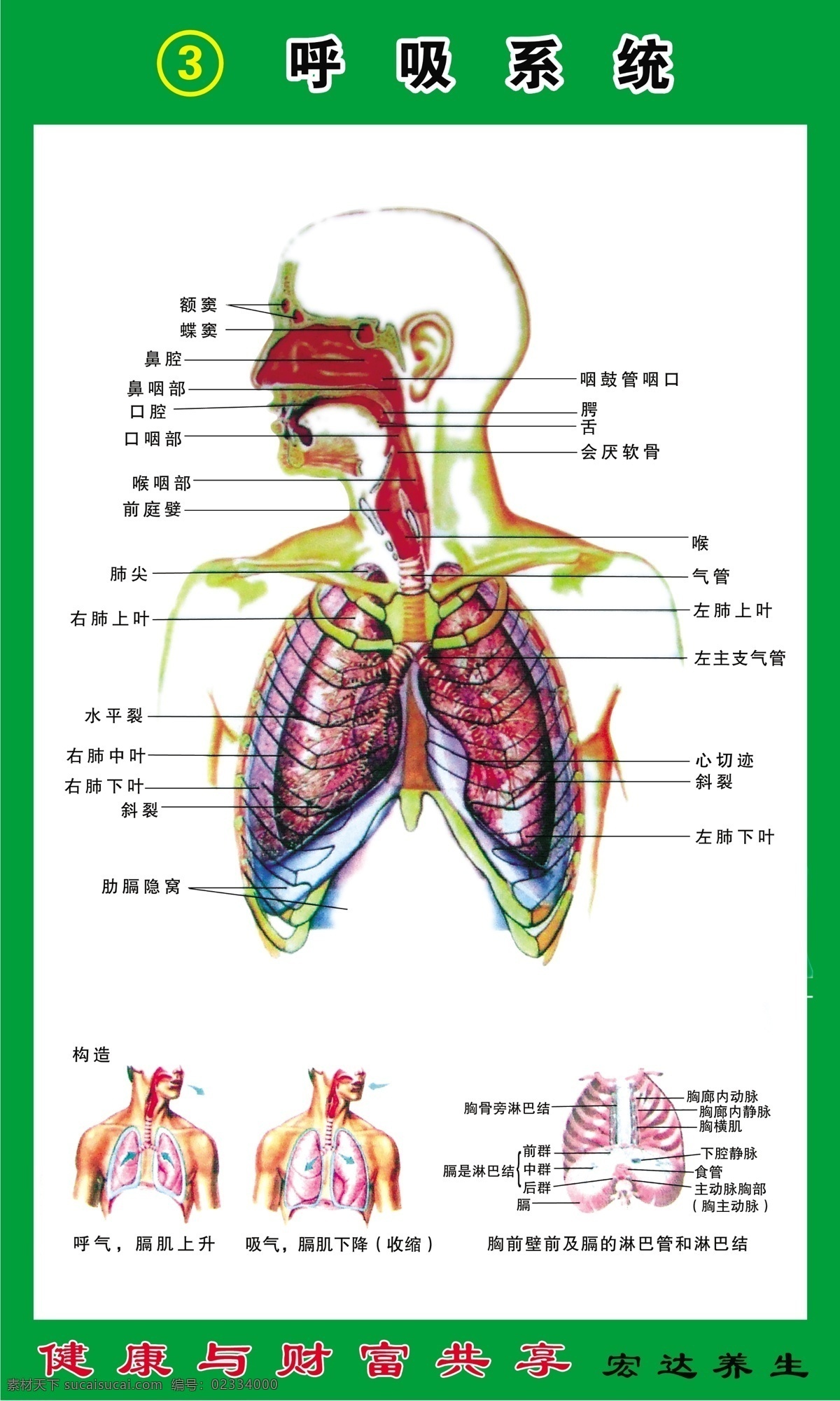 呼吸系统 构造 图 养生 健康 财富 共享 胸前 壁 前 膈 淋巴管 淋巴结 广告设计模板 源文件