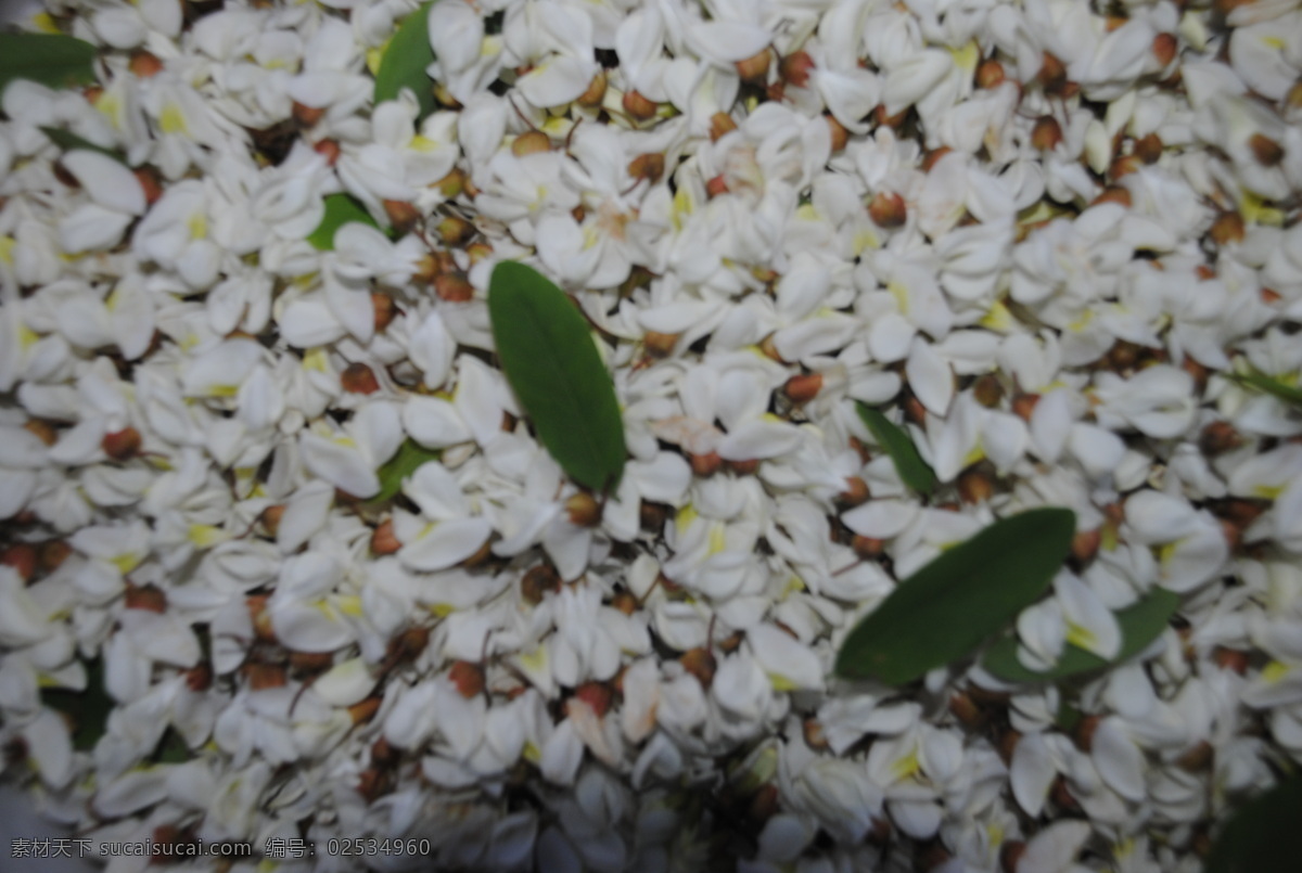 杨槐花 春天 叶 争艳 白 绿叶 阳光 花草 生物世界