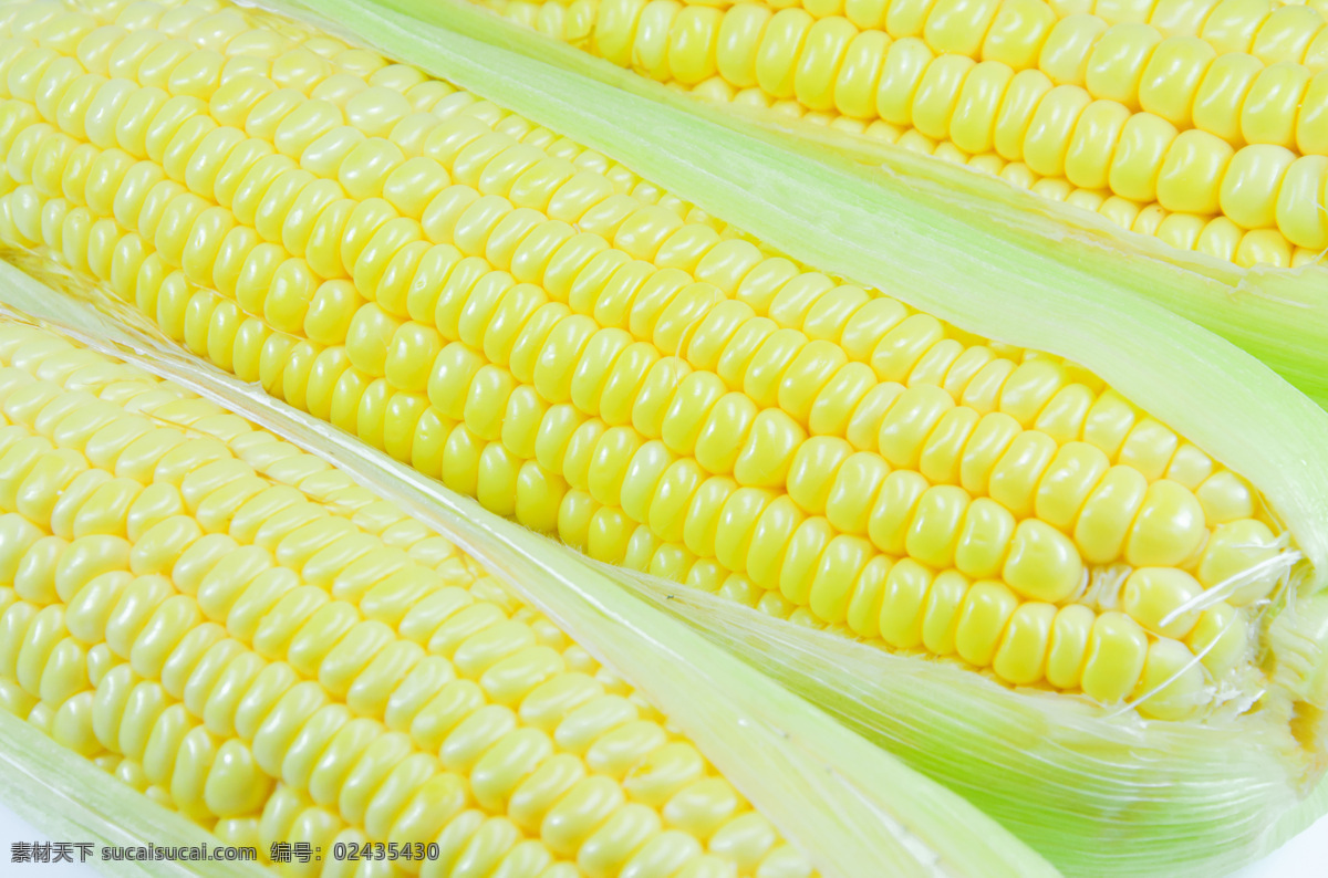 新鲜 嫩黄 玉米 苞米 粮食 粗粮 黄色 食材原料 农业生产 现代科技