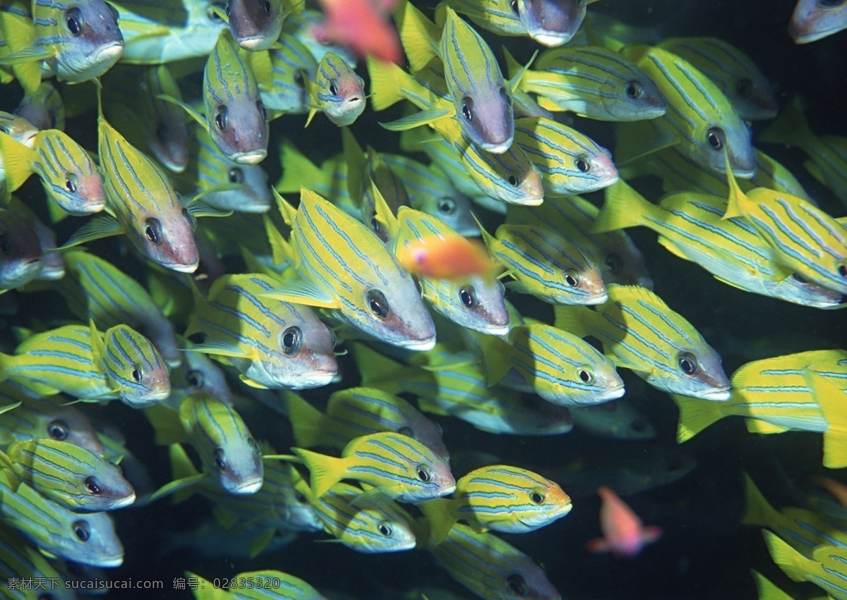 海洋生物 海底世界 海洋 礁石 生物世界 鱼 鱼类 珊蝴礁石 珊蝴 海底景色