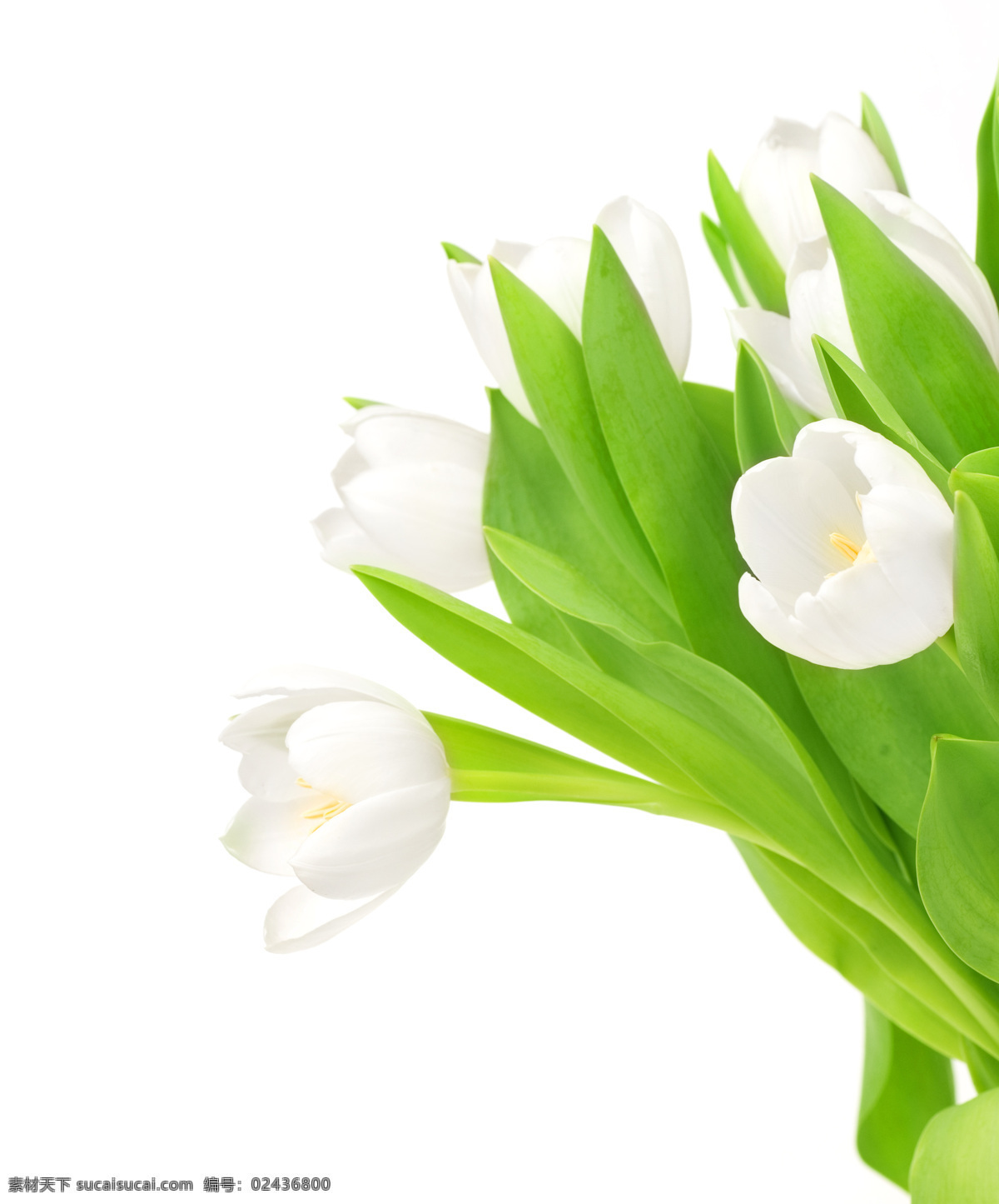 白色 郁金香 花语 纯情 纯洁郁金香 白色花朵 白色鲜花 绿叶 唯美花朵
