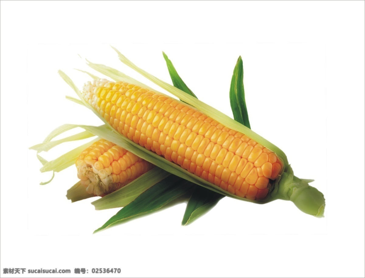 食品 玉米籽粒 黄色 健康 甜玉米 新鲜 收获 农业 秋季 玉米棒 谷物 玉米干 玉米粒 生物世界 蔬菜