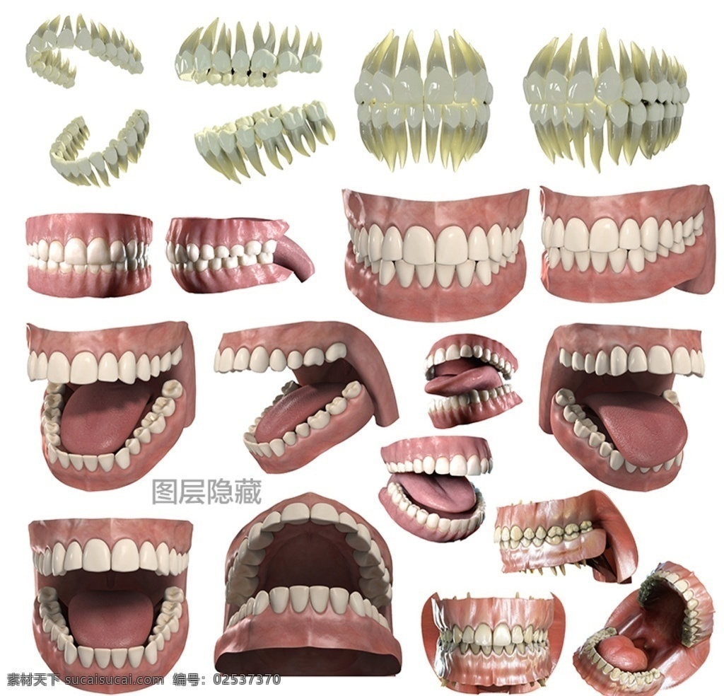 3d牙齿 3d 牙齿 牙科 门牙 犬牙 前臼齿 后臼齿 切齿 犬齿 假牙 牙肉 牙根 舌头 3d物体 分层