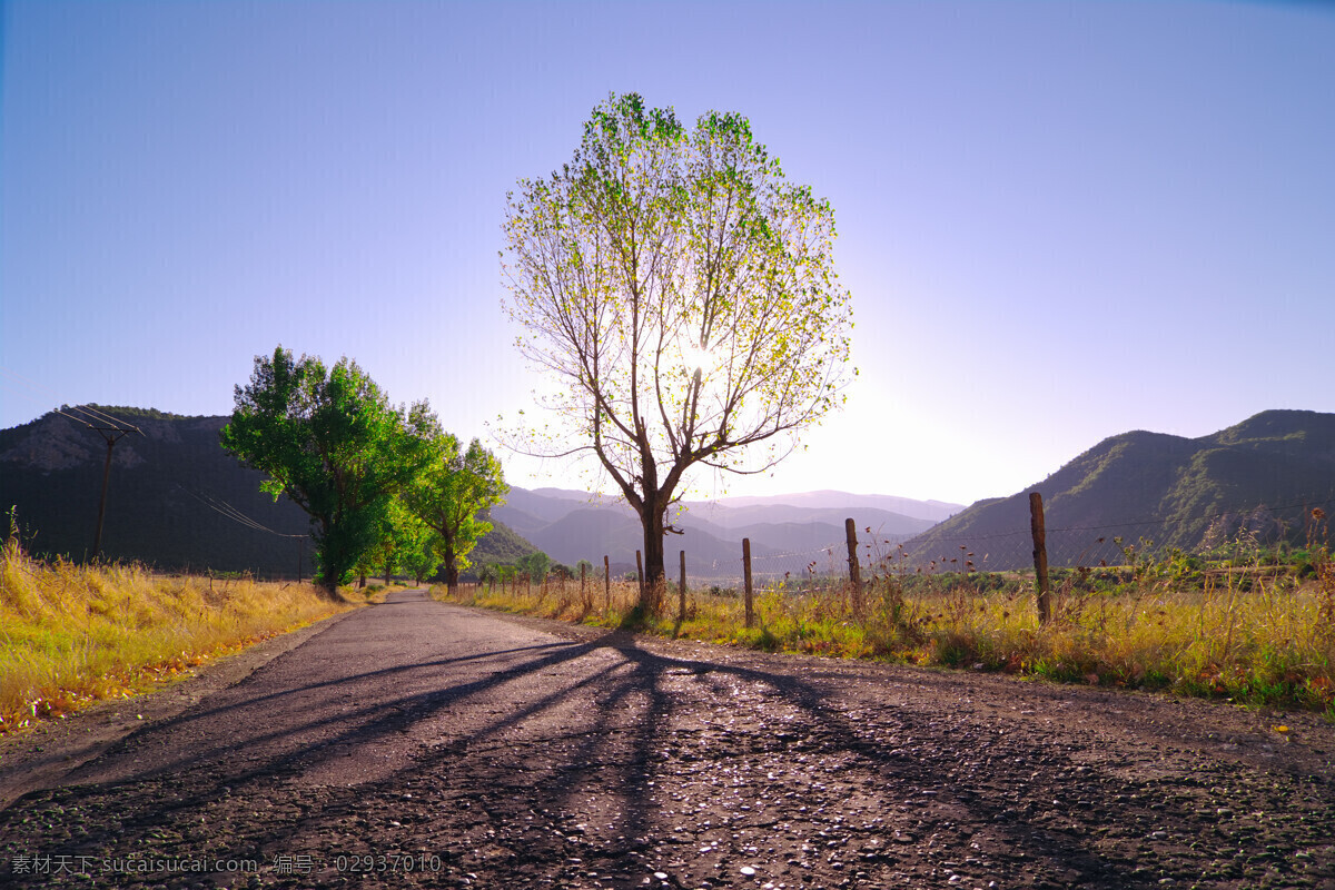 道路上的树木 道路 小路 树木 自然风景 风光 自然景观 黑色