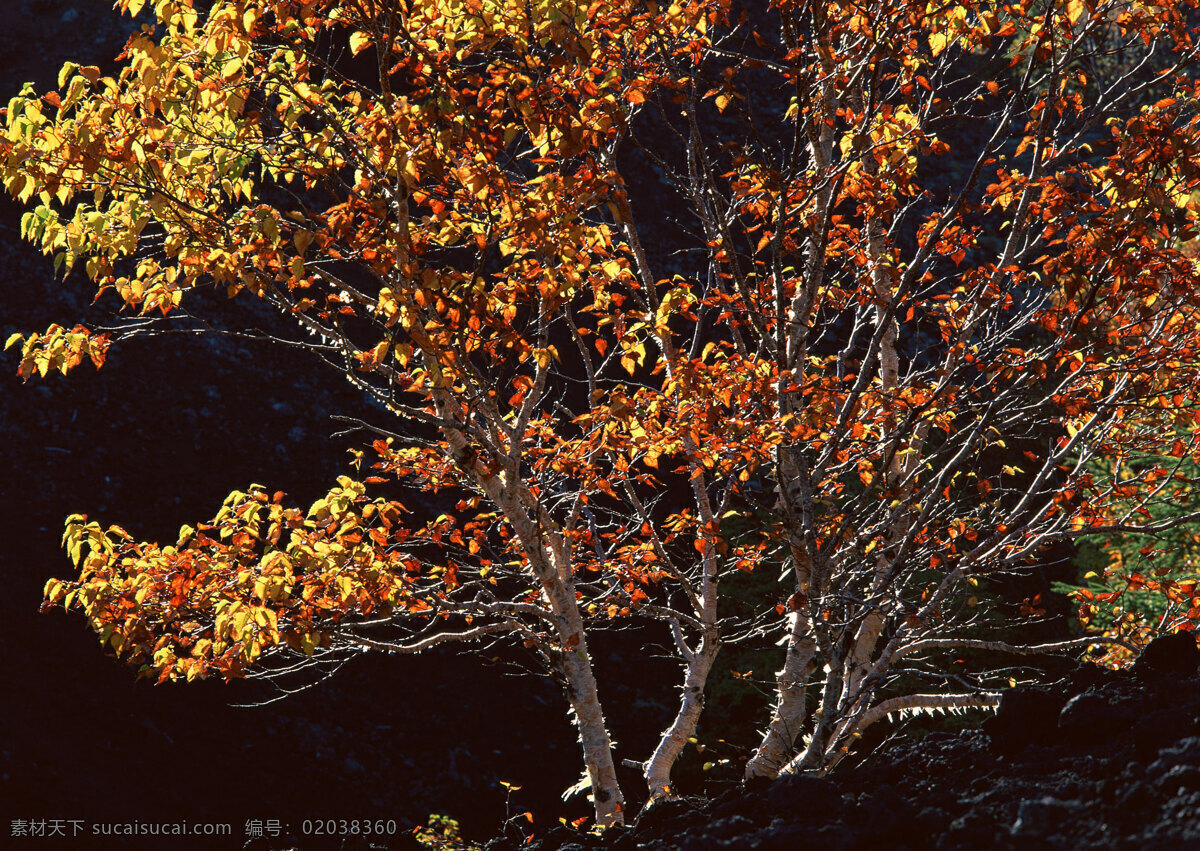 秋天 树木 美丽风景 自然风景 风景摄影 大自然 美景 景色 树林 森林 树叶 黄叶 花草树木 生物世界