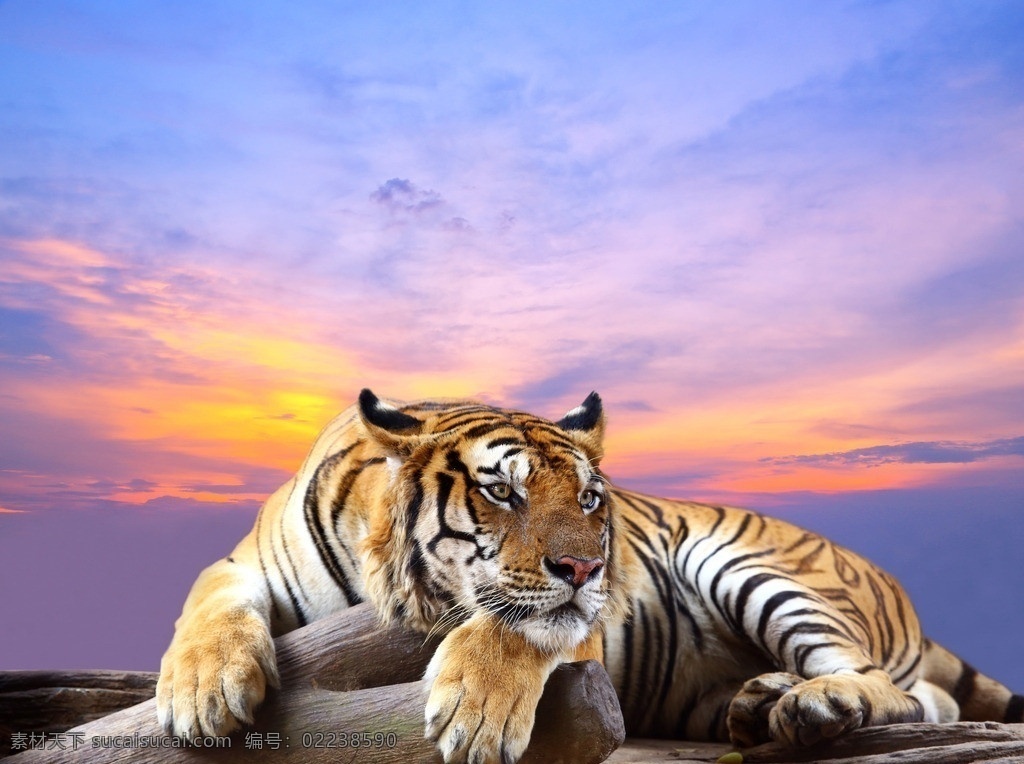 老虎 东北虎 动物 野生动物 保护动物 小动物 生物世界