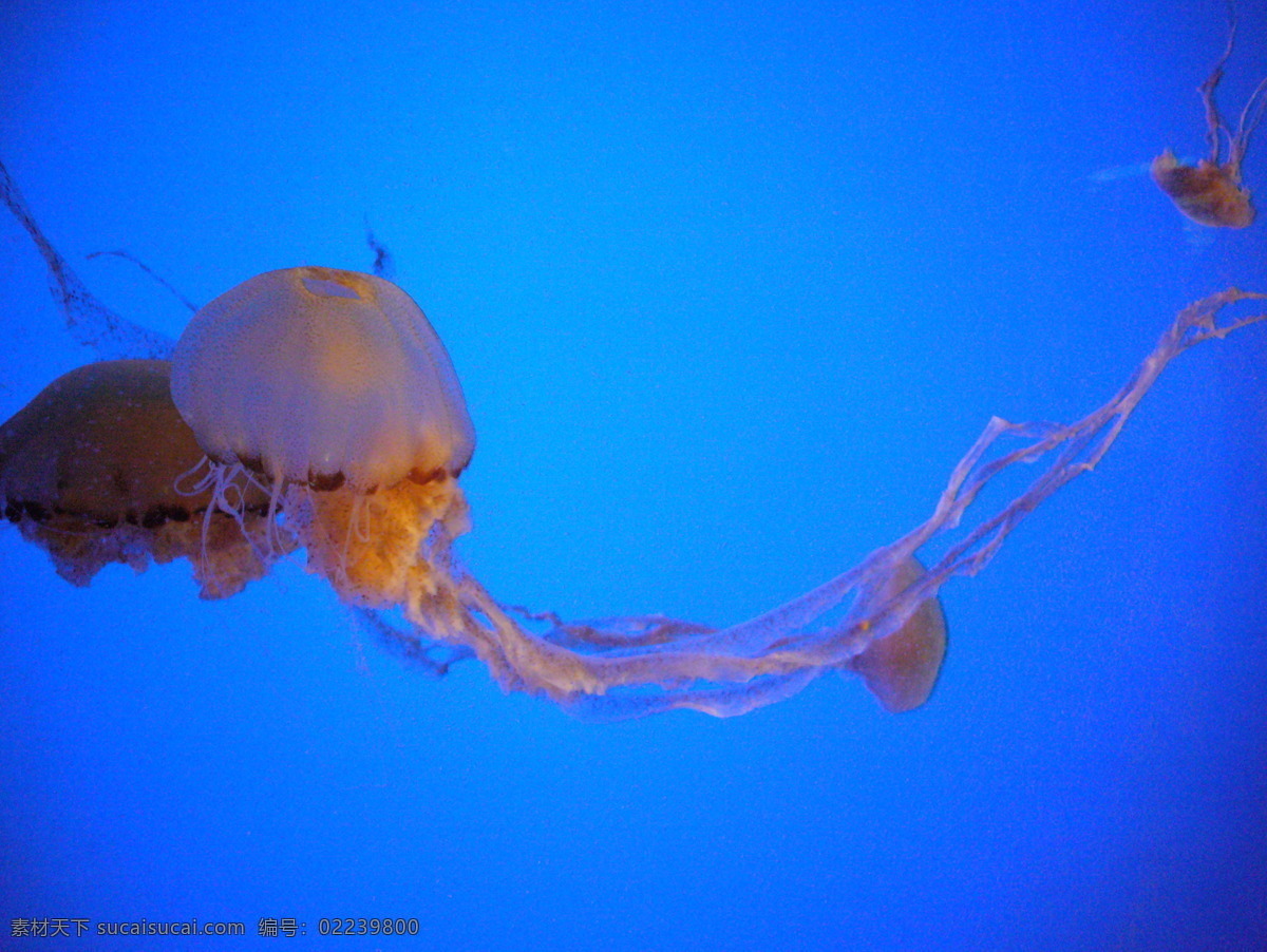 海洋生物 海底世界 海洋 生物世界 水母 珊蝴礁石 海底景色