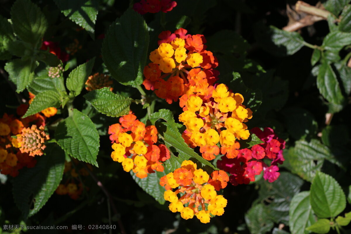 五颜六色 花团锦簇 花 黑色