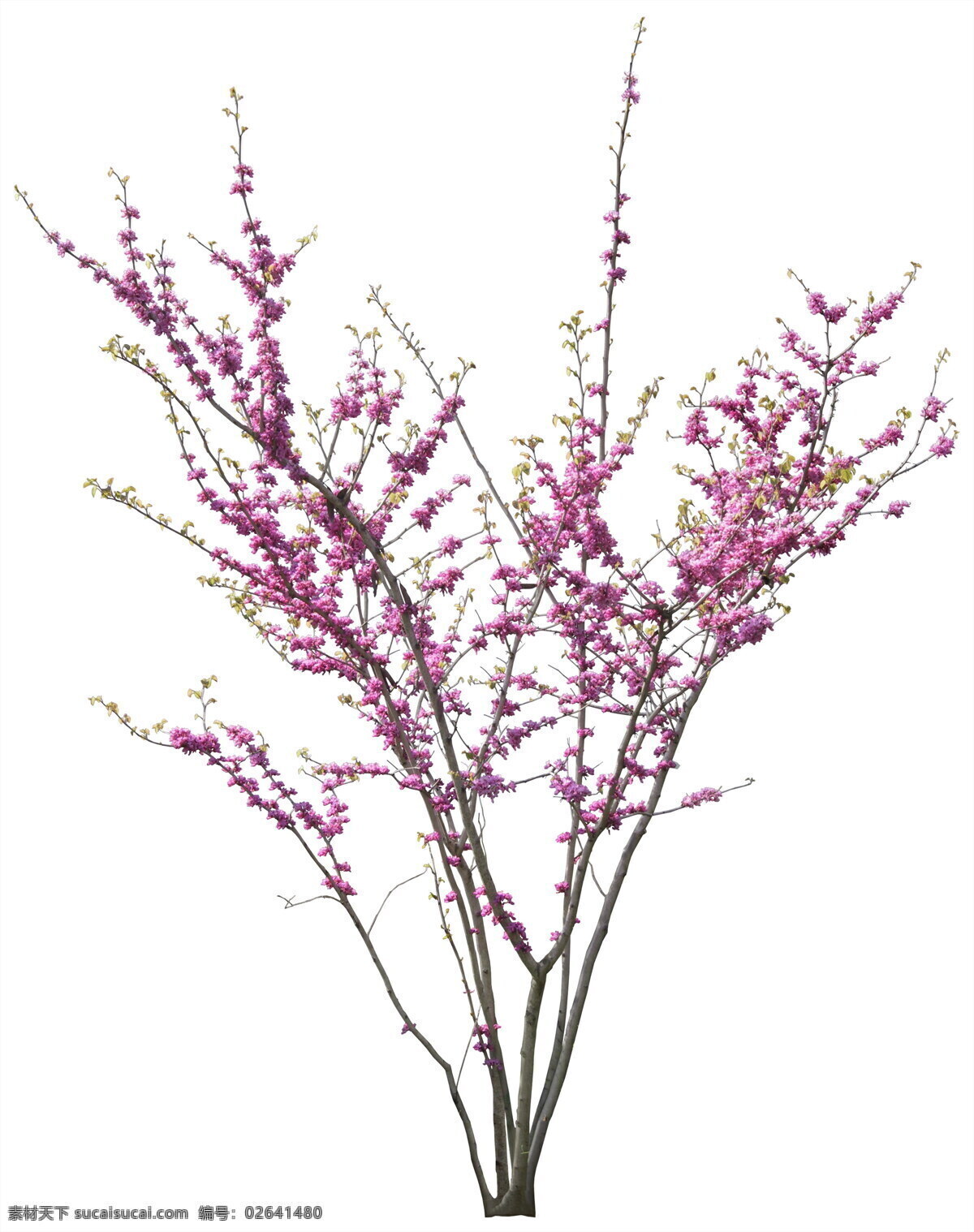 花免费下载 花 花草 花卉 景观 绿化 美化 生物世界
