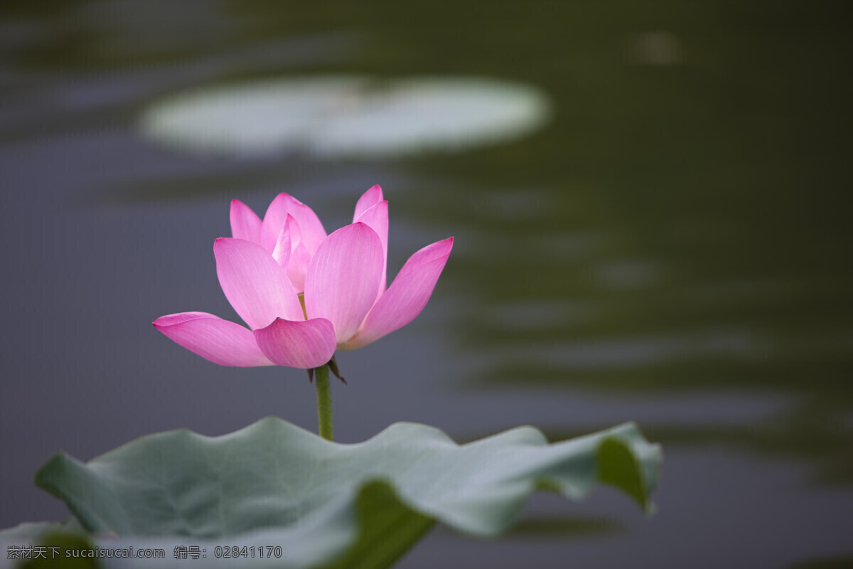 水面 上 粉色 荷花 高清图片 横构图 植物 日光 户外 清新 白昼 风景 莲花 圣洁 阳光 空气 怒放 一支花 微距摄影 沐浴阳光 粉色的荷花 粉白色 荷叶 绿色 花草树木 生物世界