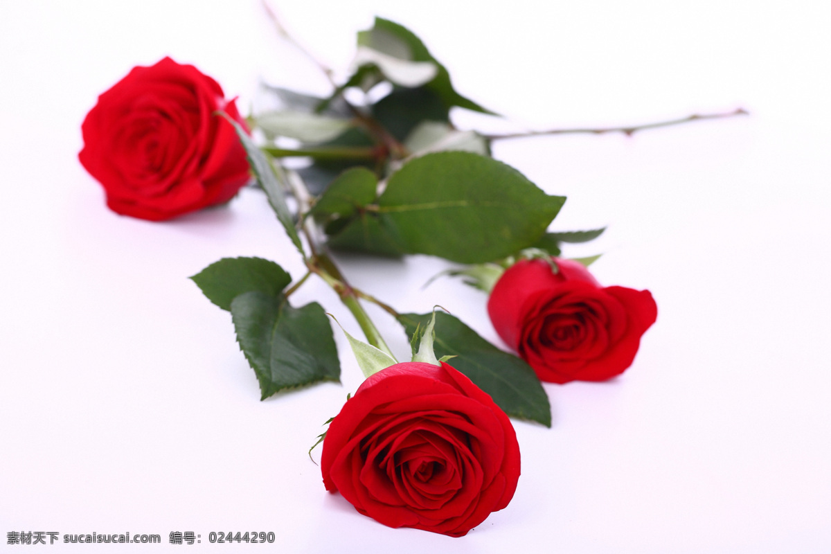 美丽 鲜花 红玫瑰 玫瑰花 鲜艳花朵 美丽鲜花 漂亮花朵 花卉 鲜花摄影 花草树木 生物世界