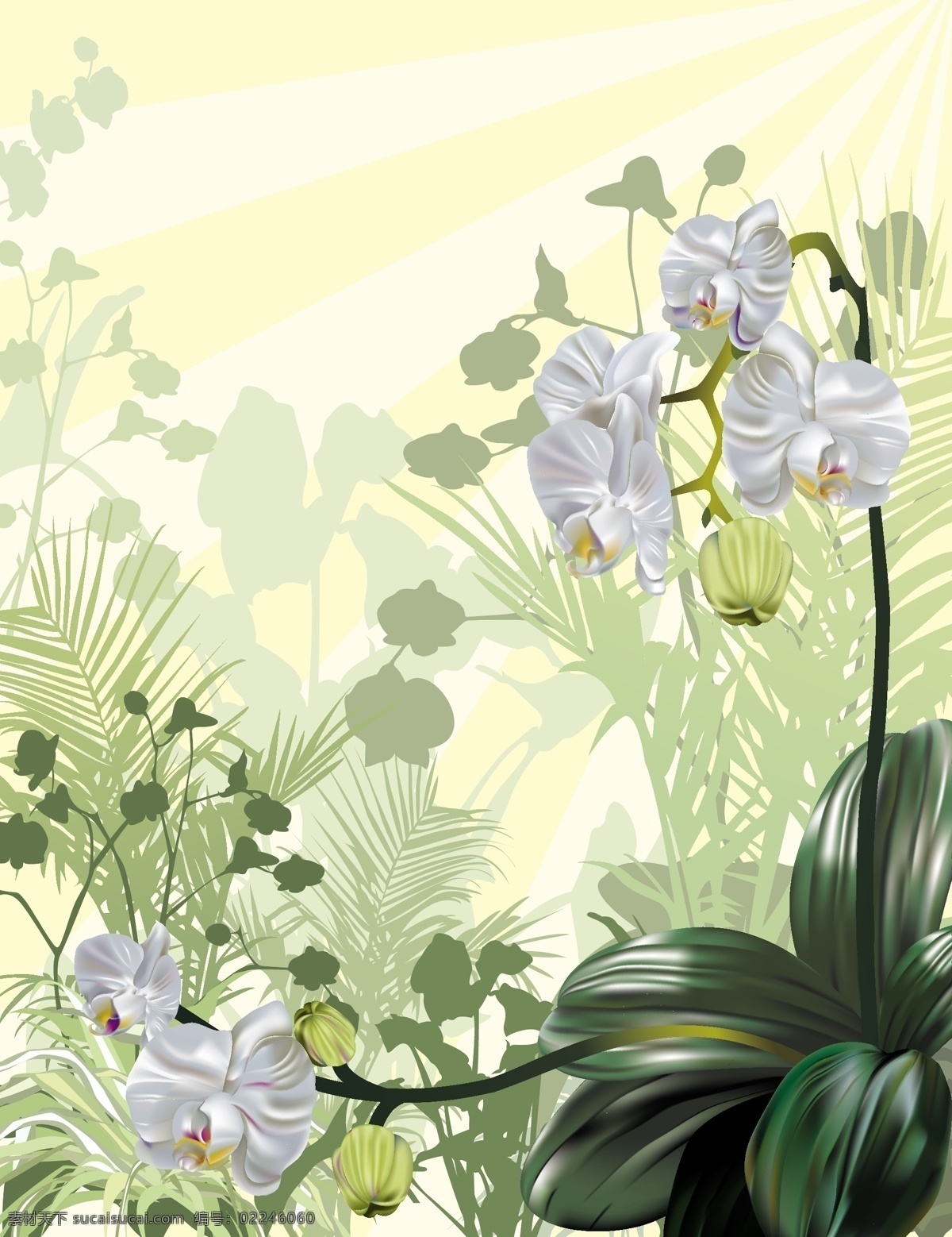 向量 兰花 中 插入 媒介生物学 矢量植物兰花 pictureorchid 矢量图 其他矢量图