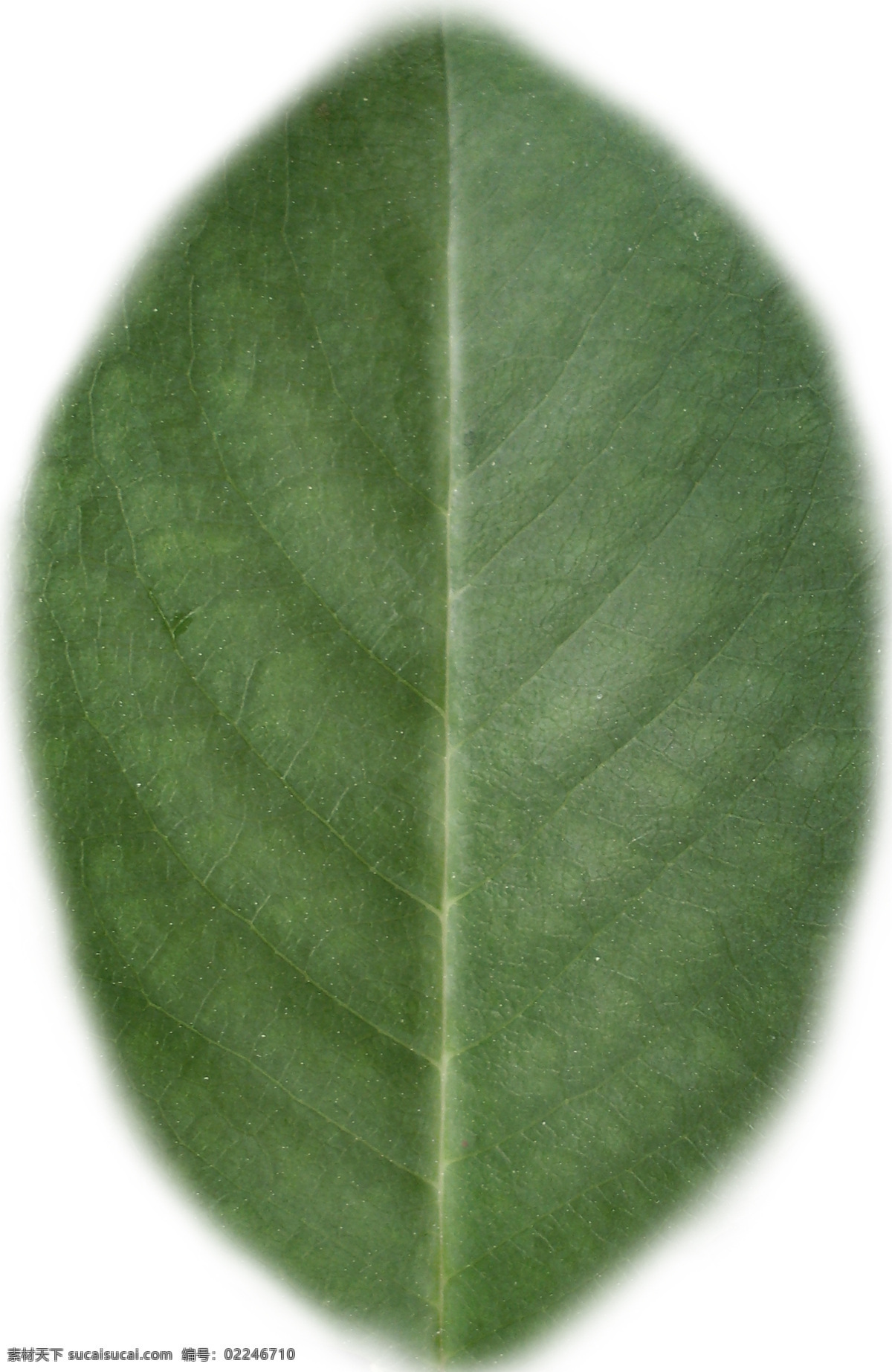 高 精细 盆栽 植物 盆栽植物 植物模型 花盆花瓶 3d模型素材 动植物模型