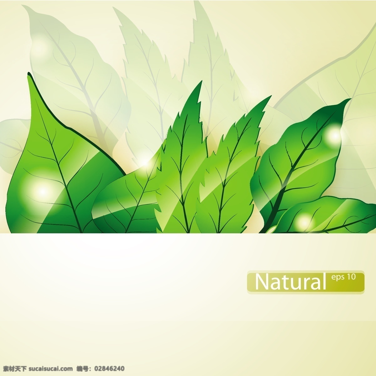 绿叶背景 背景 抽象 自然 绿色 叶 绿色背景 生态 植物 环境 自然背景 白色