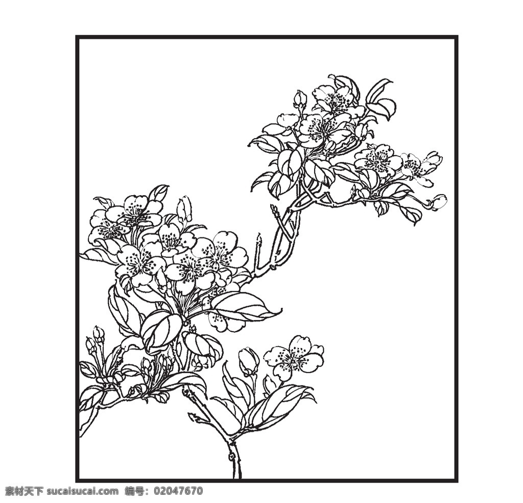 梨花 植物 花卉 观赏 香味浓烈 装饰 线条 矢量 插画 白描 春季开花 花色洁白 如同雪花 文化艺术 绘画书法