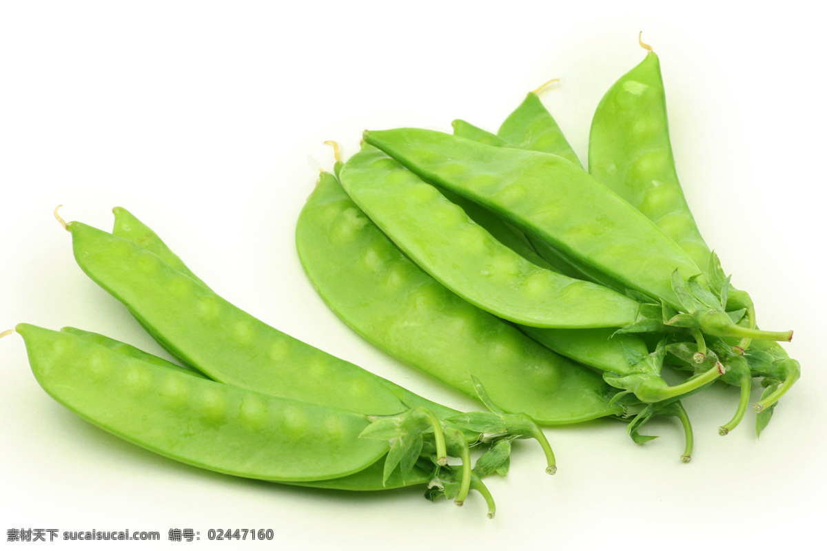 扁豆 羽扁豆 蔬菜 青菜 绿色 美食 生物世界