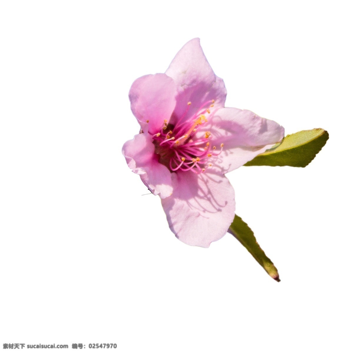 盛开 粉色 鲜花 粉色花朵 盛开的鲜花 鲜花绿叶 卡通插图 创意卡通下载 插图 png图下载