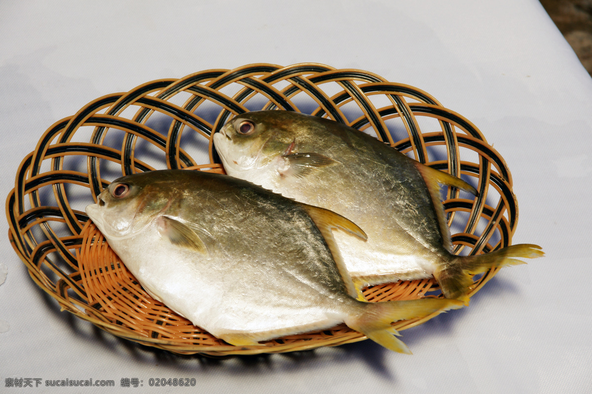 金鲳鱼 海鲜 海鲜金鲳鱼 冰鲜 鱼 生物世界 鱼类