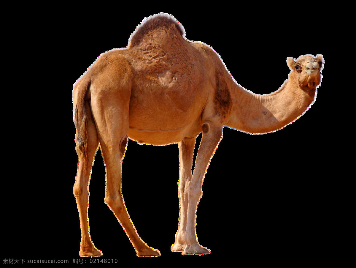骆驼图片 骆驼 单峰驼 双峰驼 png图 透明图 免扣图 透明背景 透明底 抠图