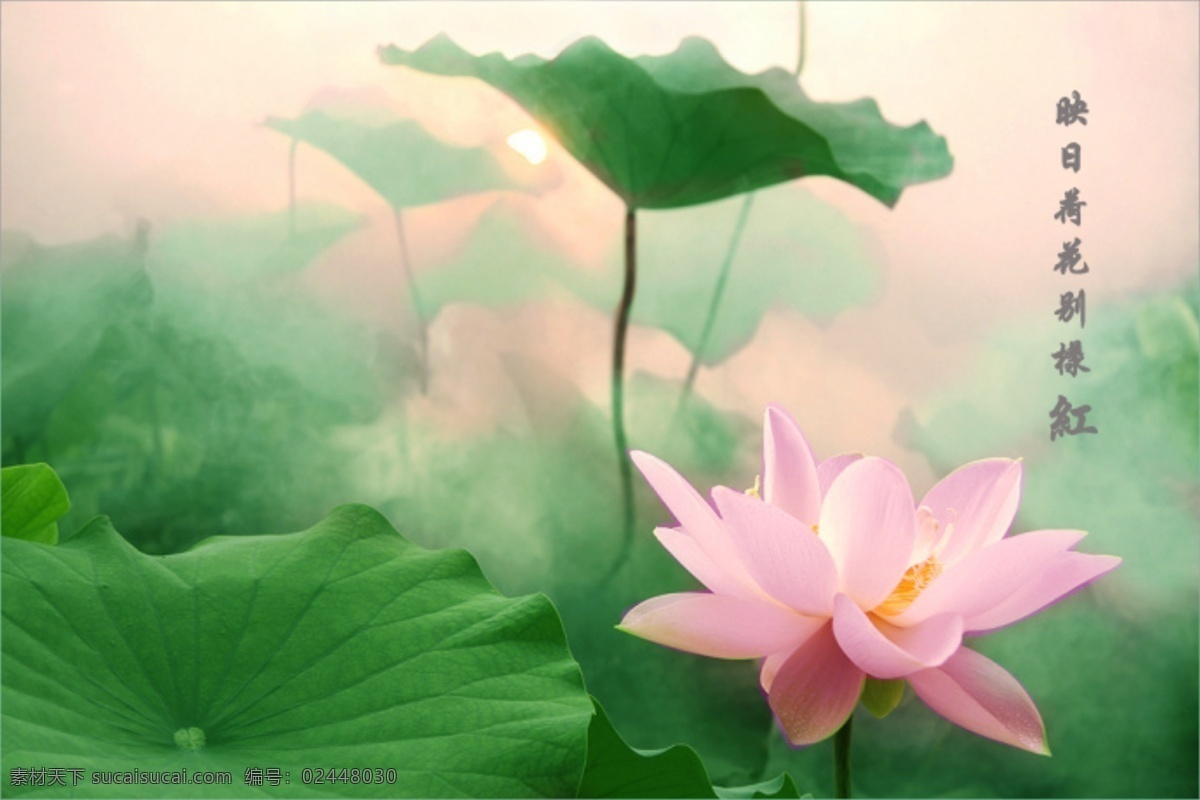 荷花 绿叶 荷叶 绿色背景 藕池