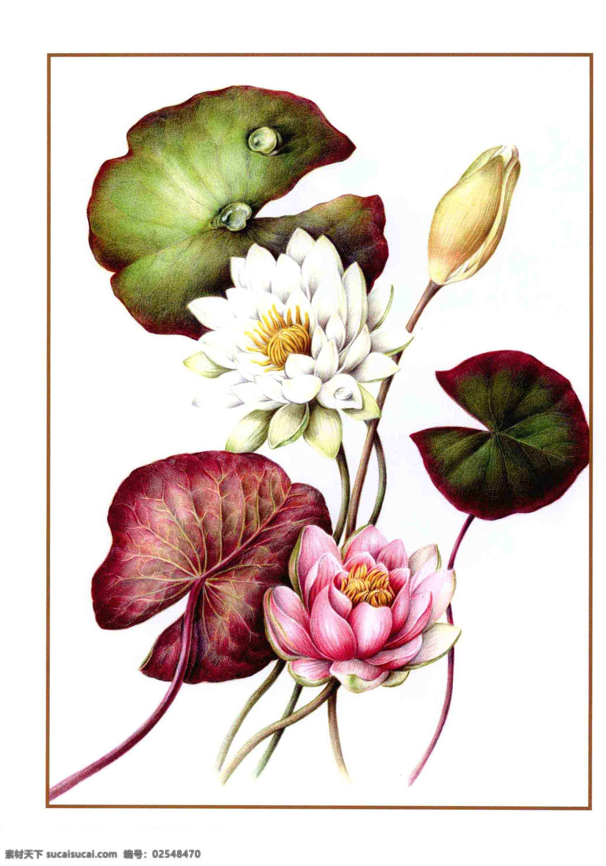 手绘荷花植物 彩铅 手绘 睡莲 荷花 花朵 植物 花卉 绘画 教学 印刷 宣传 网页 花 生物世界 花草