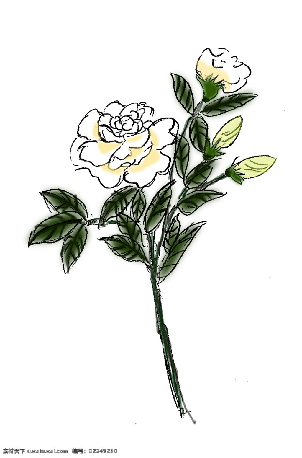 桅子花 花 白花 手绘 水彩 抽象 动漫动画