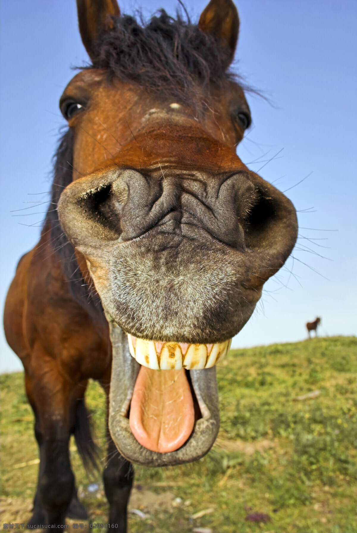 马匹 头部 嘴巴 特写 马 骏马 头部特定 嘴唇 舌头 牙齿 鼻子 草原 草地 大自然 动物 摄影图库 高清图片 陆地动物 生物世界