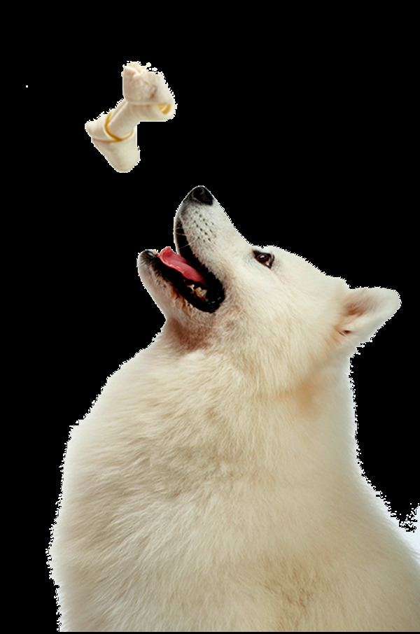 白色 可爱 萨摩 耶 宠物狗 产品 实物 白色小狗 产品实物 可爱小狗 生肖狗