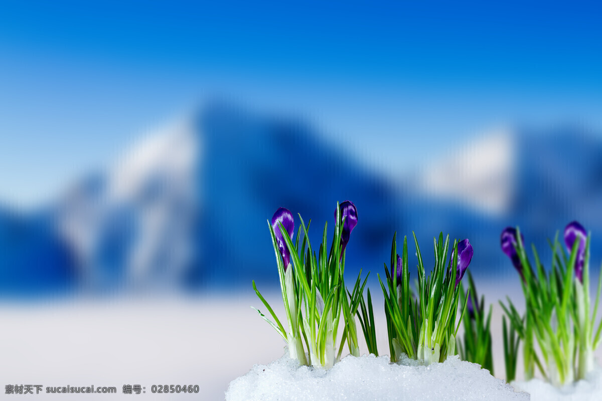 紫色 小花 雪山 背景 花卉 紫色花朵 春天 美丽鲜花 鲜花背景 雪地 花草树木 生物世界