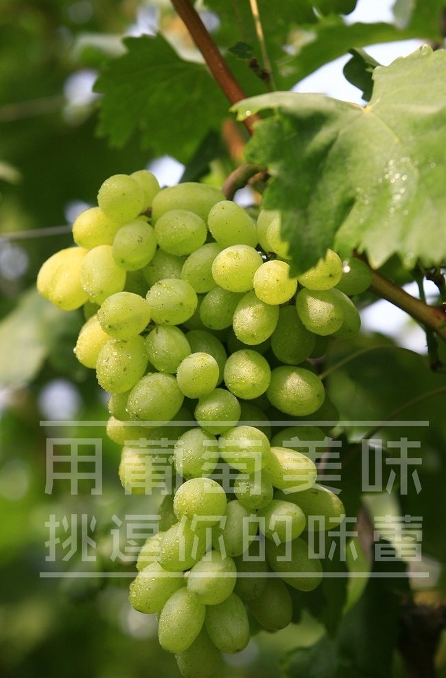 葡萄 维多利亚葡萄 绿色葡萄 青提子 比昂扣葡萄 高清葡萄素材 提子 高清葡萄 可口葡萄 水果 高清水果素材 生物世界