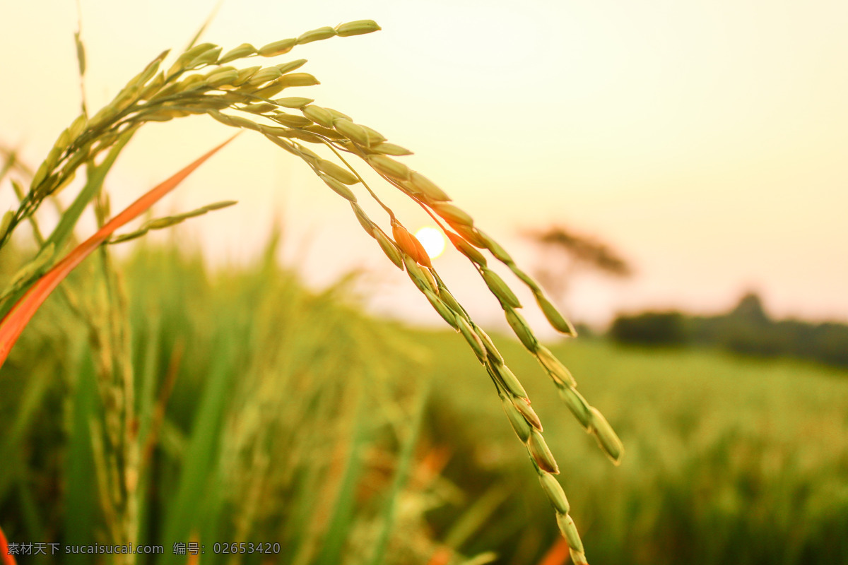 田里 水稻 田里的水稻 稻子 有机水稻 农作物 耕地 庄稼 稻谷 餐饮美食 食物原料