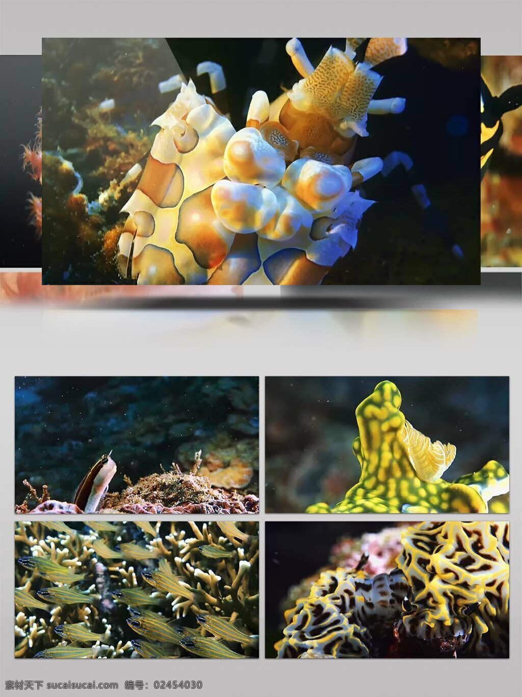 2k 超 清 海底 动物 生物 特写 镜头 实拍 视频 美丽的海底 潜水 鱼群 珊瑚 海边潜水 海边旅游宣传 海底世界 海洋世界 美丽的珊瑚 大海 视频素材 动物素材