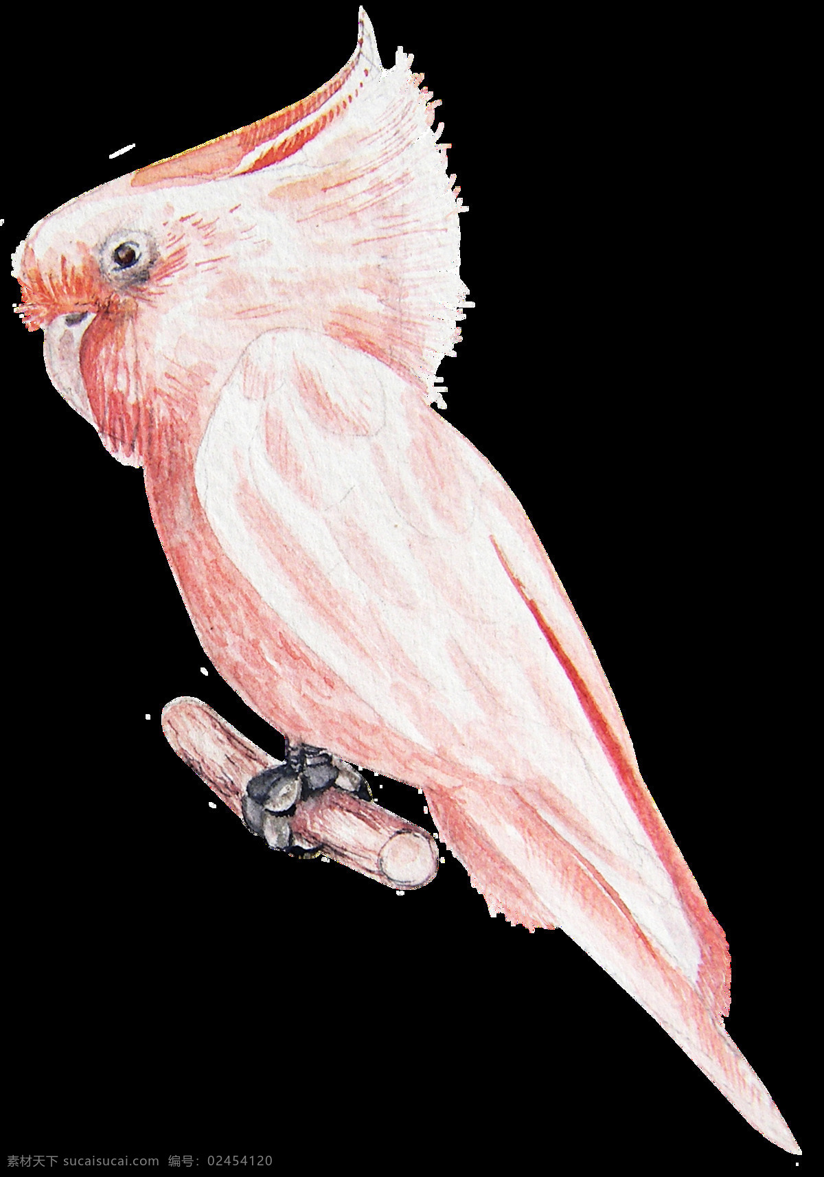 只 淡 粉色 鹦鹉 透明 逼真 翅膀 动物 免扣素材 水彩 透明素材 羽毛 爪子 装饰图案