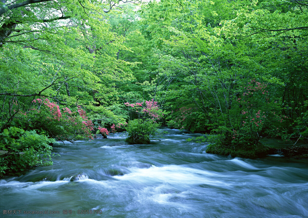 湍急的流水 自然 风景 水花 水雾 溅出 湍急 急流 河流 树林 自然风景 自然景观 绿色