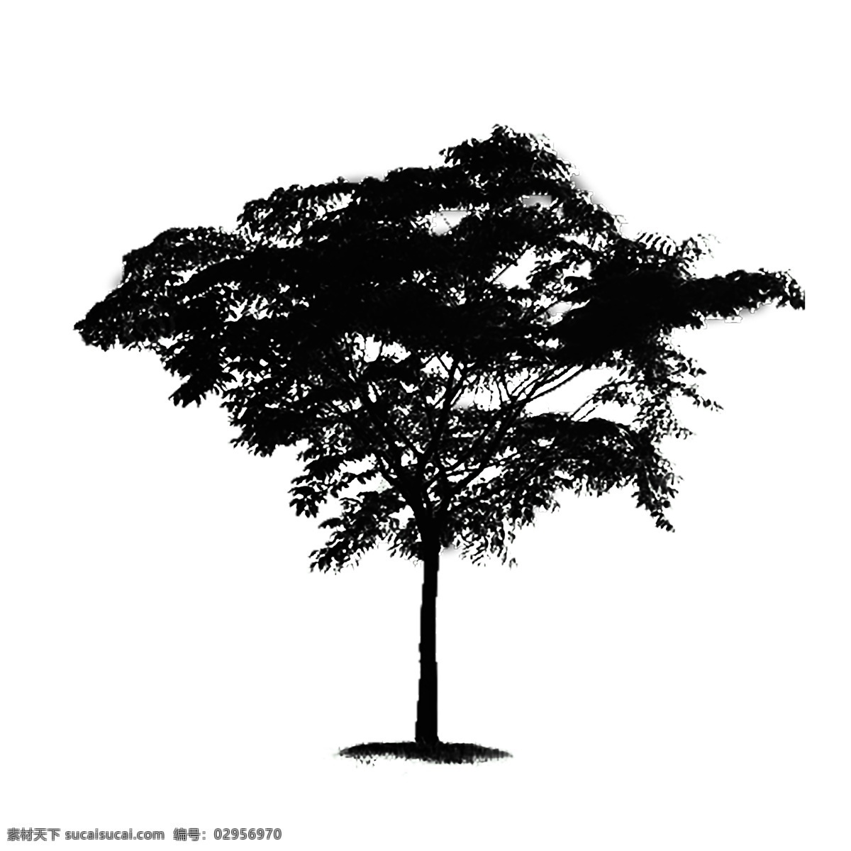 树 剪影 简约 黑白 植物