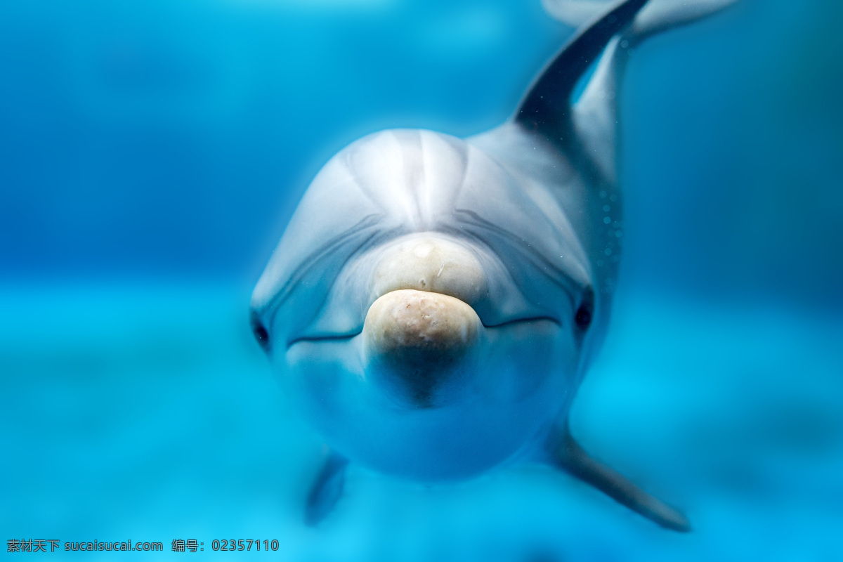 可爱 海豚 动物 高清 动物素材 蓝色 海豚素材 水族馆 自然景观 海底景色 海水 跳跃 水生物 海洋生物 动物世界 海洋 生物 海底世界 青色 天蓝色
