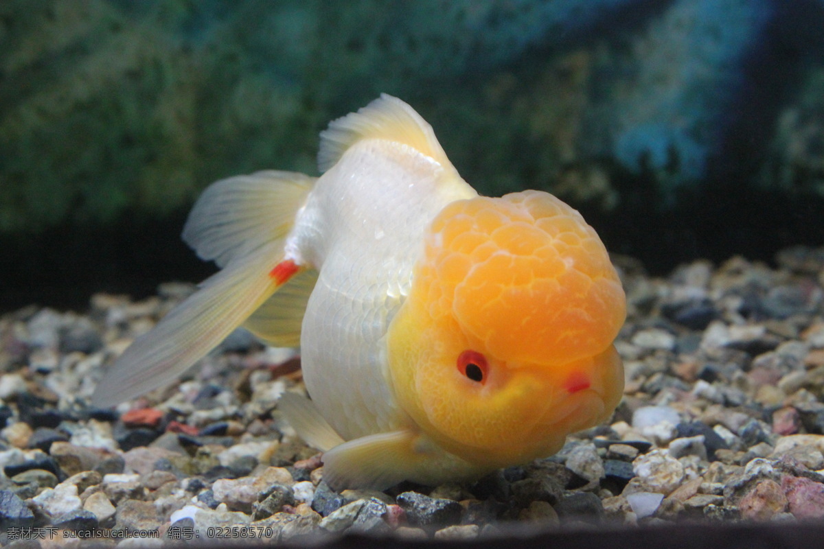 金鱼 生物世界 鱼类 小金鱼