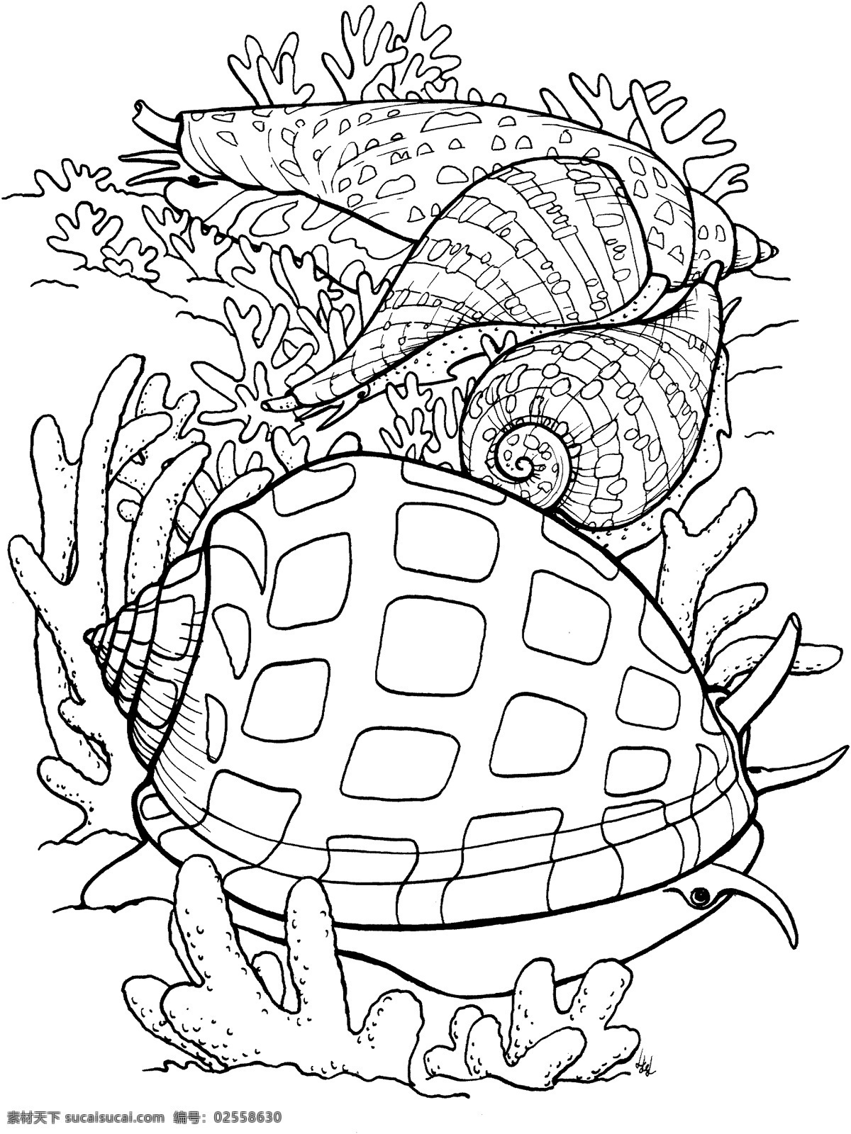 海贝 海螺 海贝海螺 动物素描 海洋生物 动物素材 海洋 动物 手绘 画 设计素材 动物专辑 素描速写 书画美术 白色