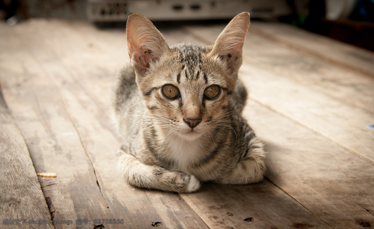 蹲 木板 上 小花 猫 动物 宠物 陆地动物 小花猫 猫咪图片 生物世界