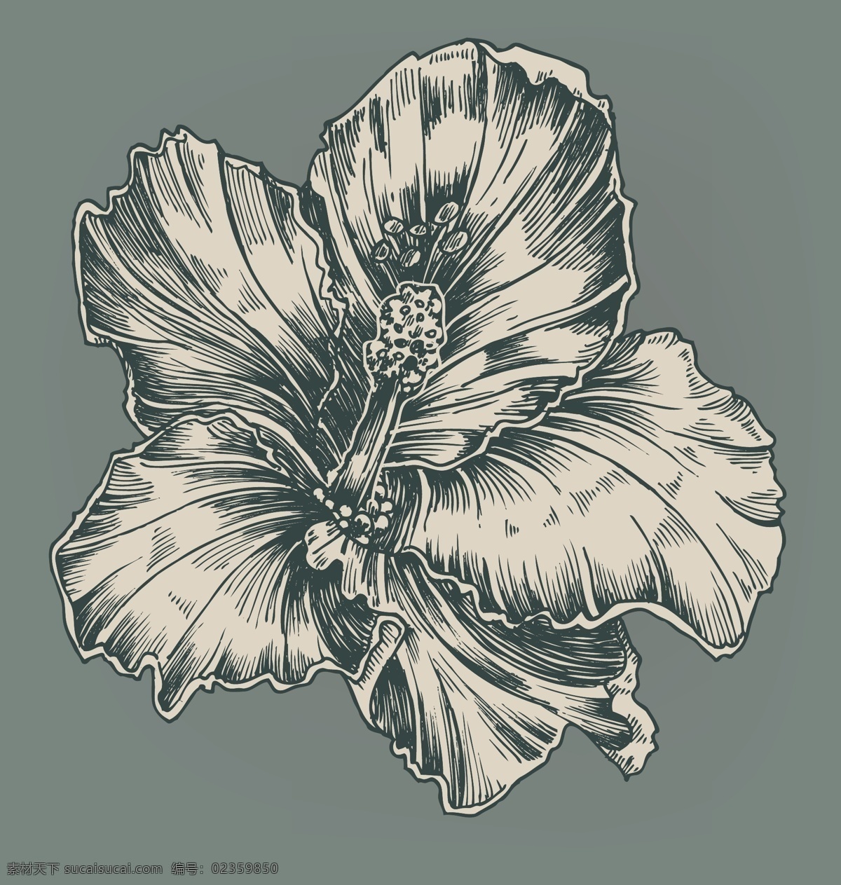 素描 花卉 背景 图 复古花朵 花瓣 古典风花纹