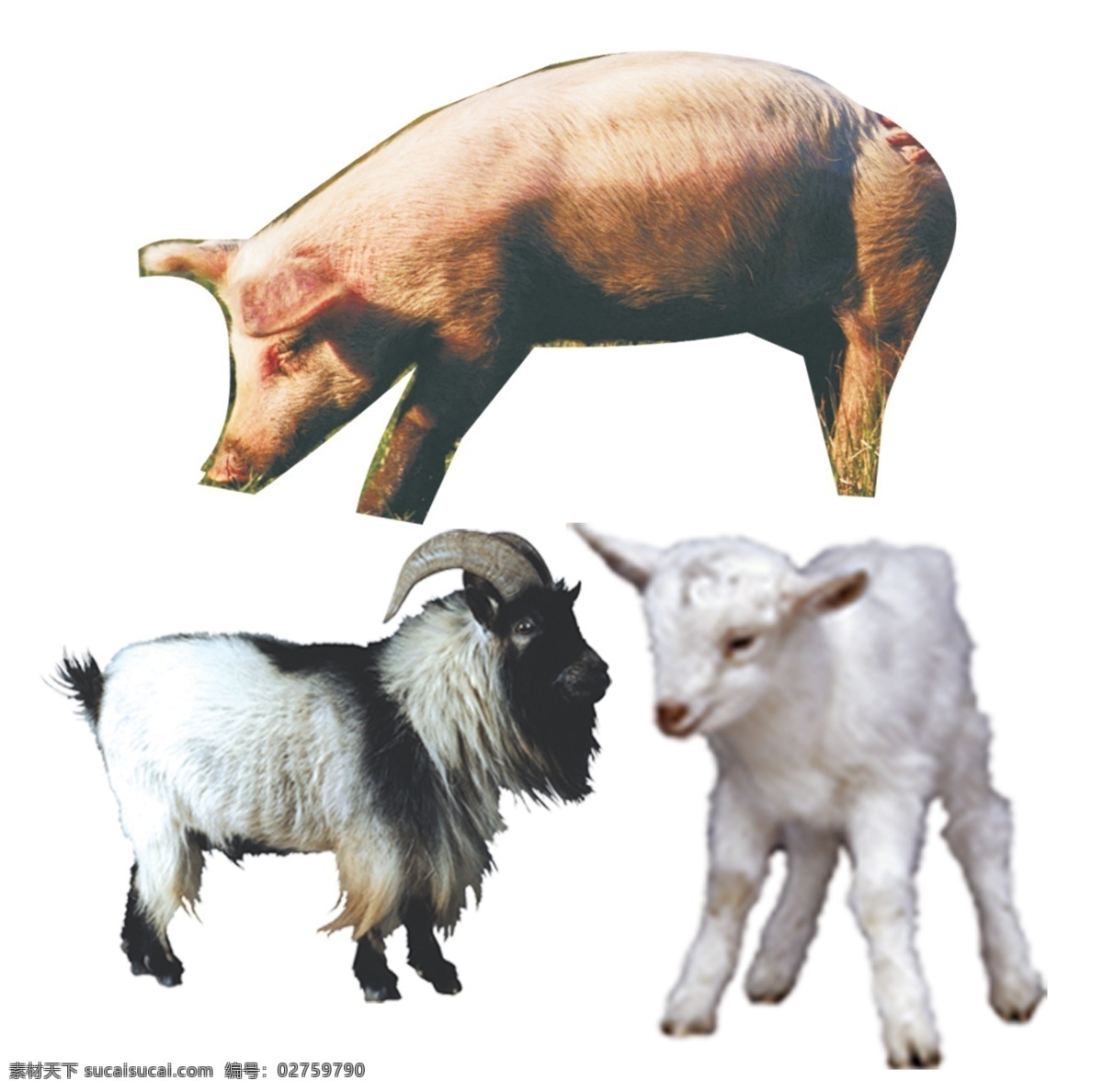 动物免费下载 动物 山羊 小羊 羊 猪 羊羔 大猪 psd源文件