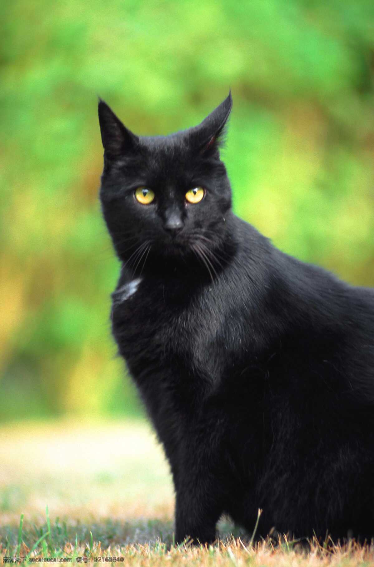 黑猫 猫 黑色 猫眼 动物世界 野生动物 生物世界