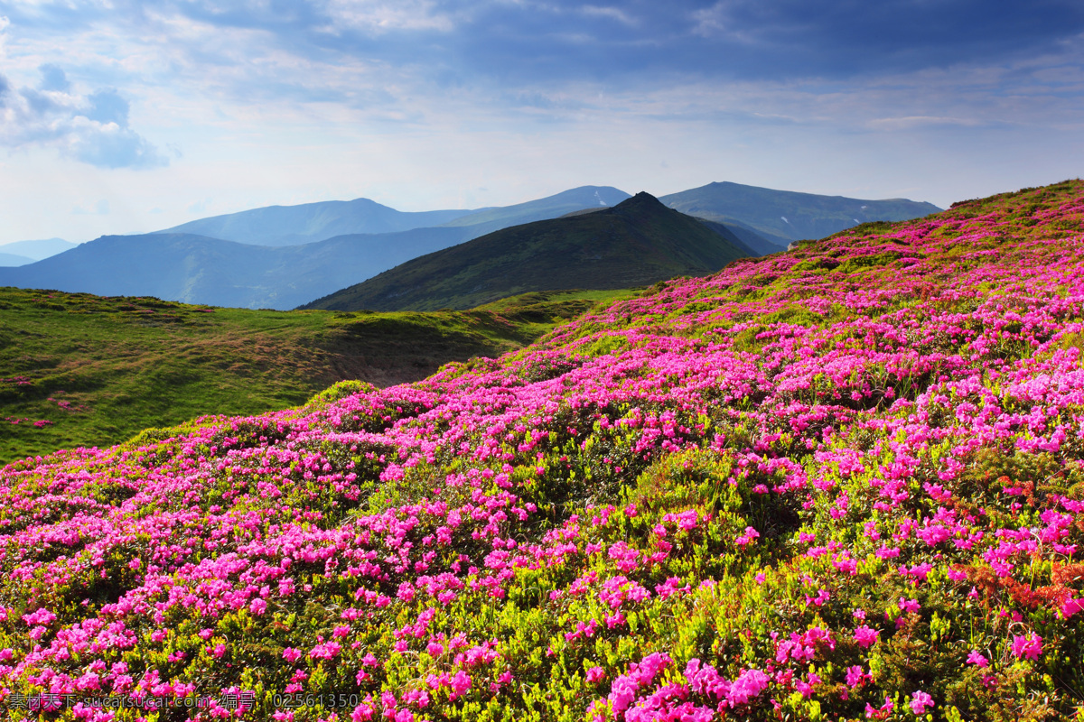 高山 杜鹃 花海 远山 草原 野花 原野 鲜花 绿山 自然 蓝天 白云 阳光 美丽大自然 背景 背景素材 生态环境 自然风景 自然景观 自然风景系列