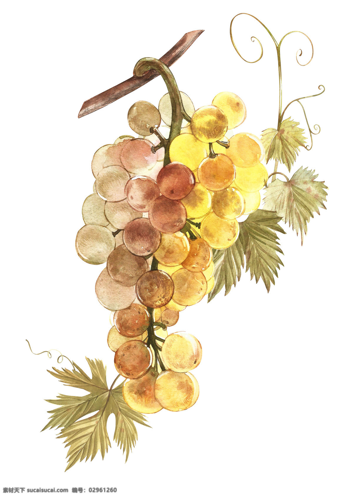 水彩葡萄 手绘水彩 单串葡萄 晶莹剔透 特色水果 设计素材 高清图片