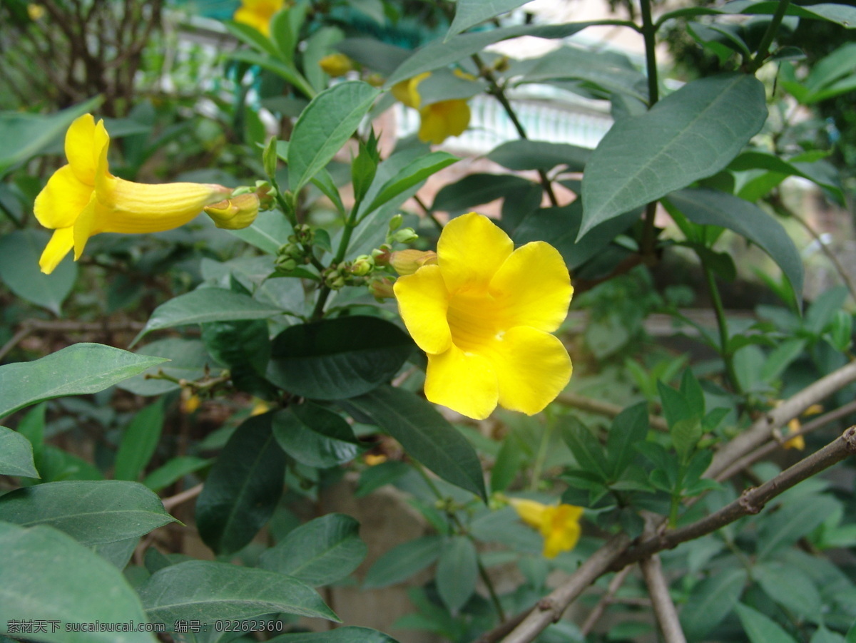 黄钟花 黄花 花卉展览 盛开 花草 生物世界