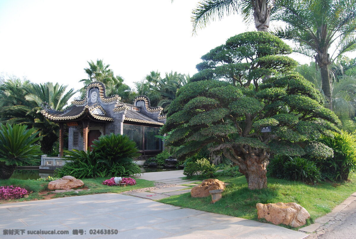 昆明世博园 绿树 自然风景 摄影背景图 国内旅游 旅游摄影