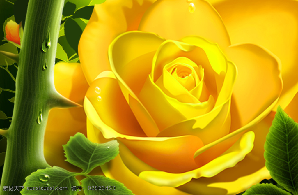 黄玫瑰 黄色