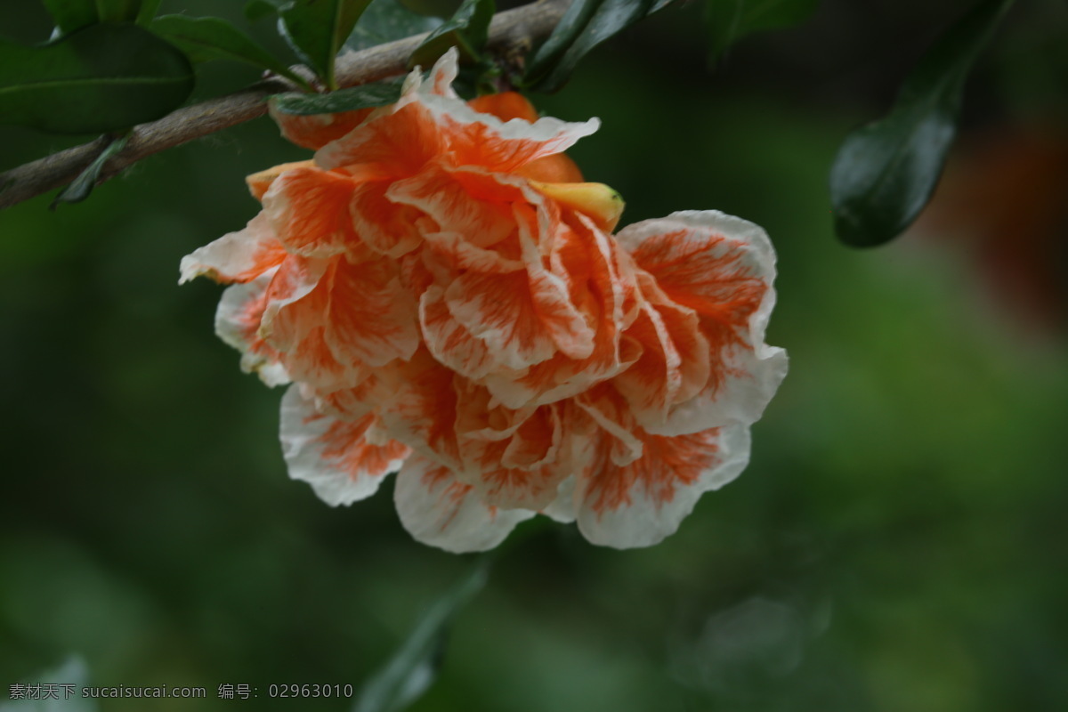 石榴 观赏花卉 安石榴 若榴 花卉 花儿 枝叶 石榴树 花草 植物 园林绿化 绿化景观 石榴花石榴 生物世界