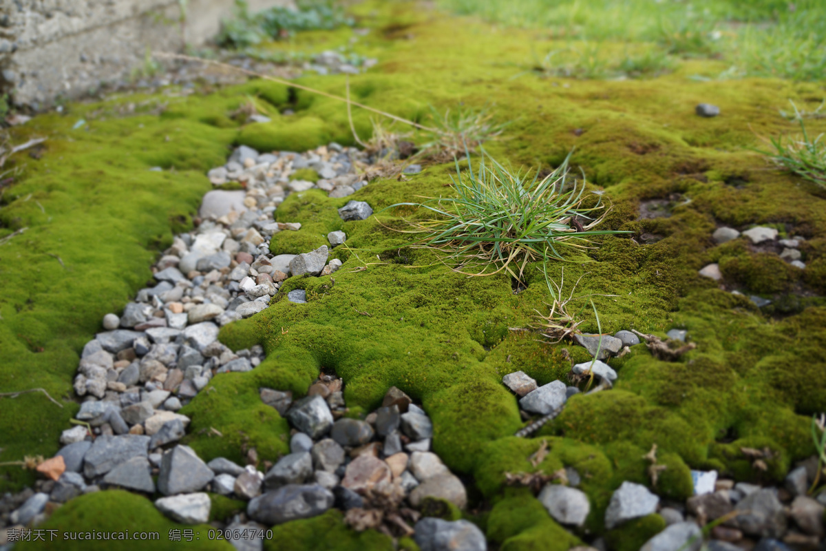 青苔碎石 青苔 碎石 小草 绿色 草皮 自然风景 自然景观